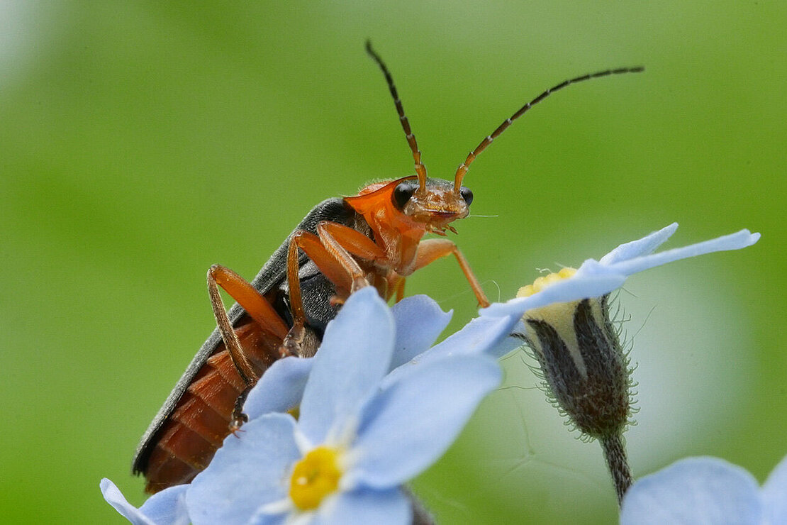 UNESCO-Weltnaturerbe Grumsin Foto: UNESCO-Weltnaturerbe Grumsin